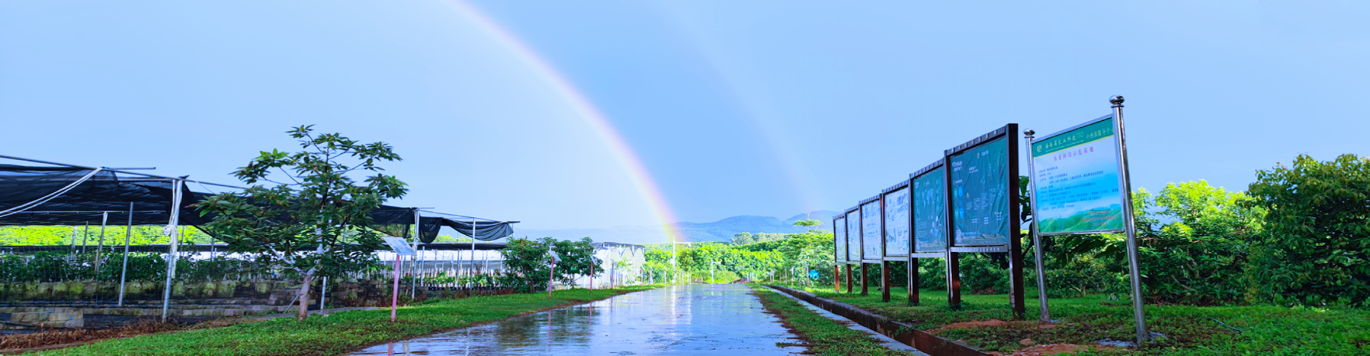 牛油果种苗